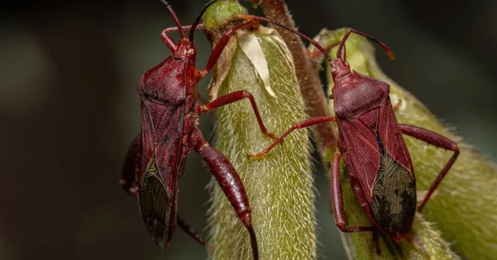 What Eats Boxelder Bugs