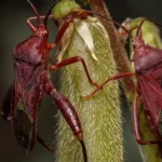 What Eats Boxelder Bugs