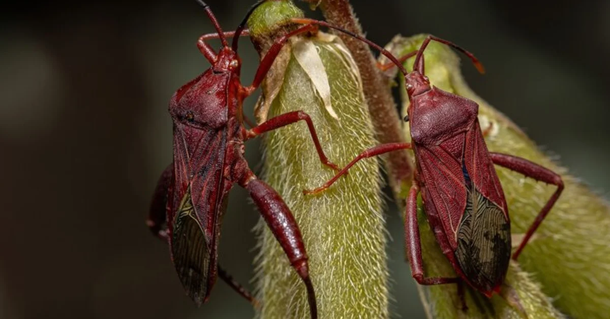 What Eats Boxelder Bugs