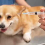 bordetella vaccine